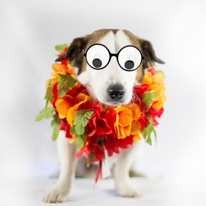 Googly Eyes Funny Costume Wiggle Eyes Novelty Shades - Funny Glasses Accessories for Party (Pack of 5)